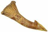 Fossil Sawfish (Onchopristis) Rostral Barb - Morocco #250917-1